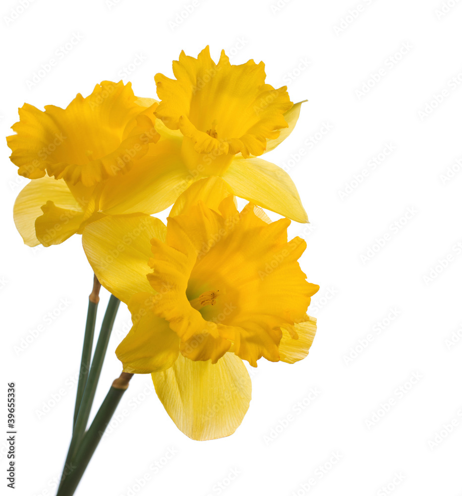 Bouquet of yellow narcissus isolated on white Bouquet of yellow narcissus isolated on white