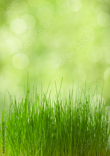 fresh spring  grass on  defocused light green background.