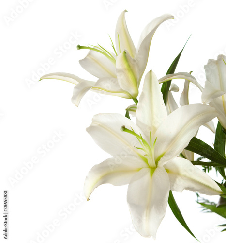 a fragment of white lilies   bunch on a white background