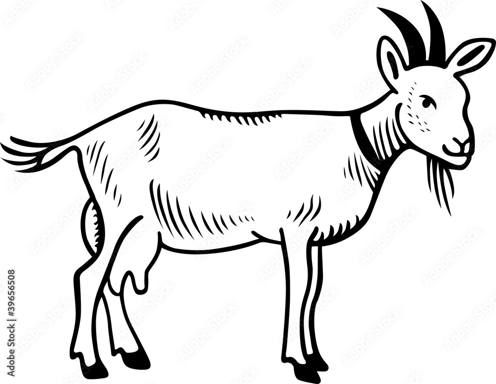 Goat Goat