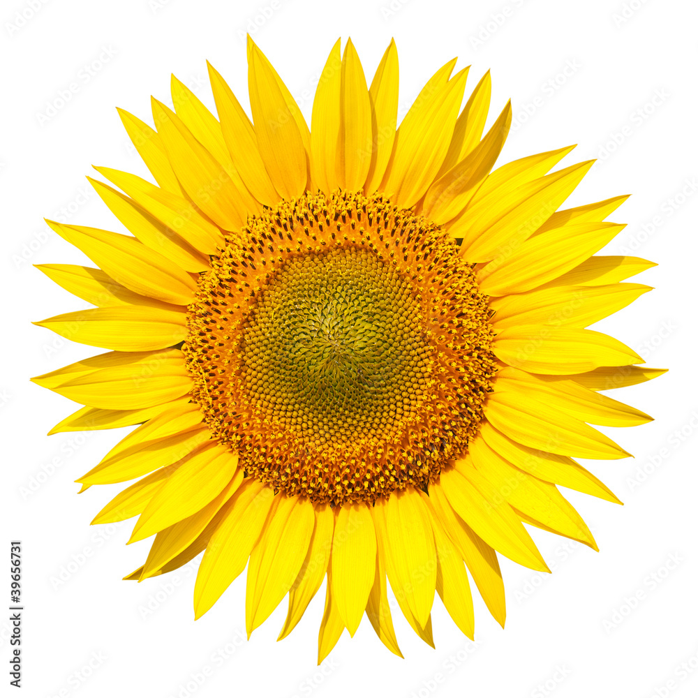 Fototapeta premium sunflower isolated