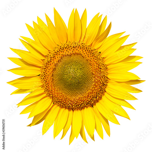 sunflower isolated