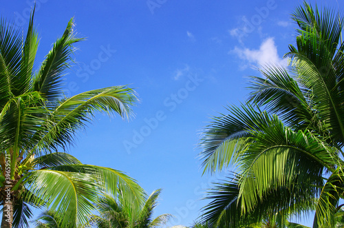 palm tree on sky © Pakhnyushchyy