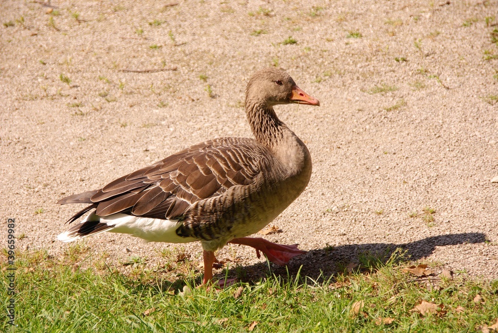 A greyleg goose on a beach A greyleg goose on a beach