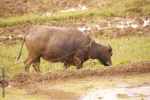 A working buffalo at the rice fields in the Philippines