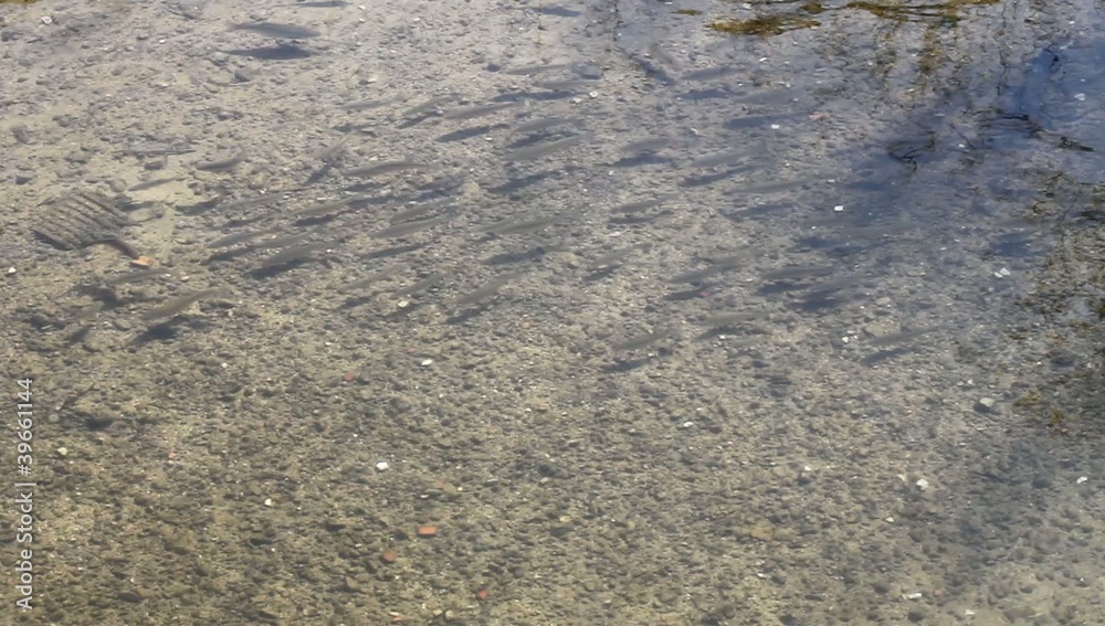Truites fario dans la rivière Huveaune