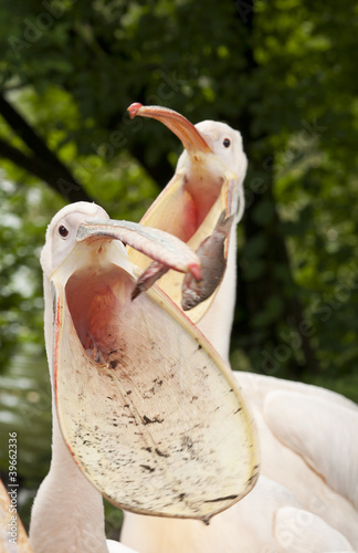 Pelicans's lunch time