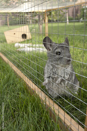 Chinchilla in the cage
