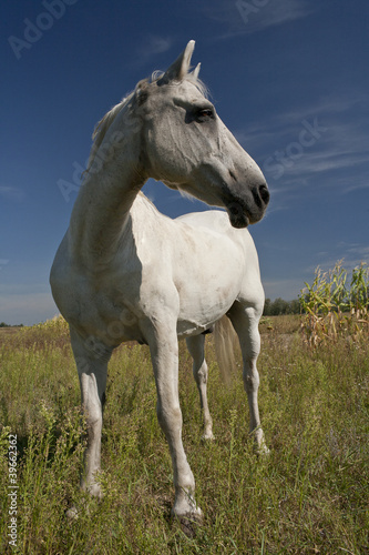 Horse in a field © fotosid