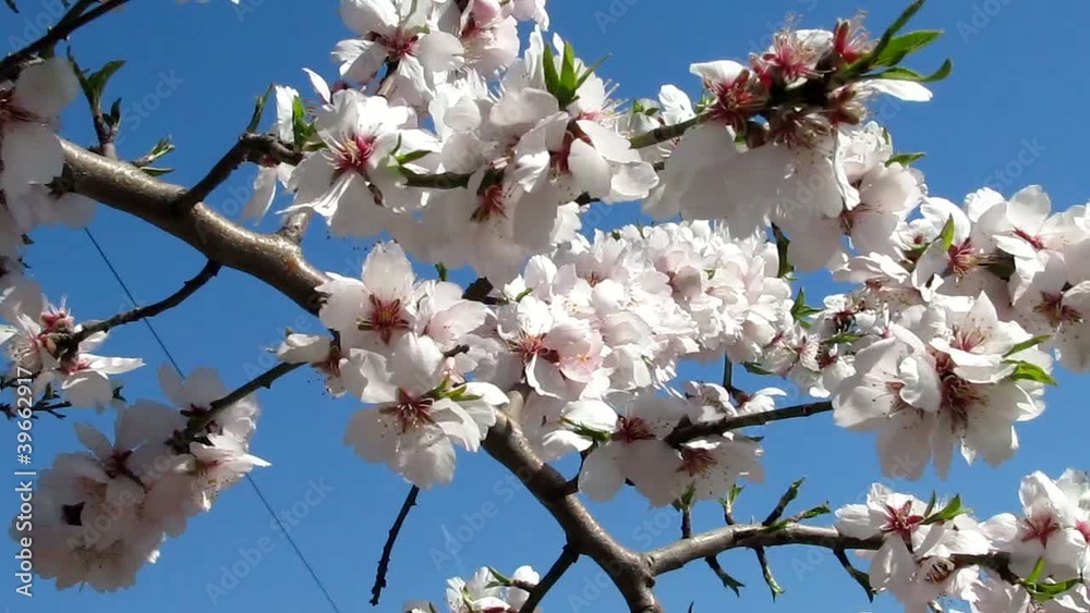 Rameau d'amandier en fleurs