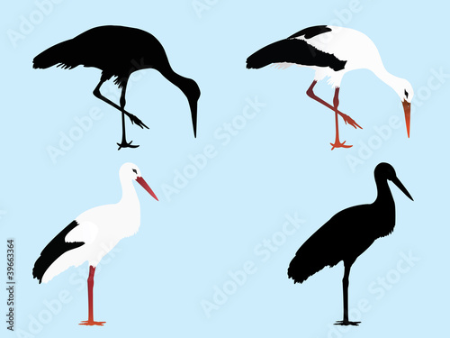 Stork