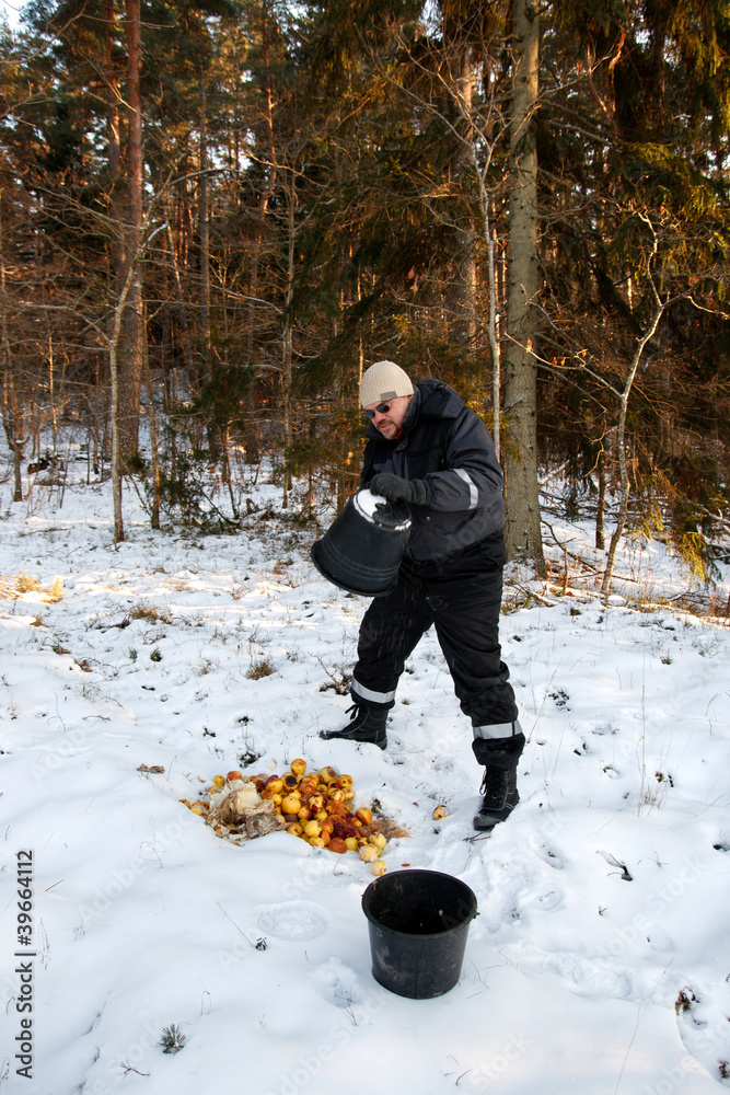 animal feeding in winter forest