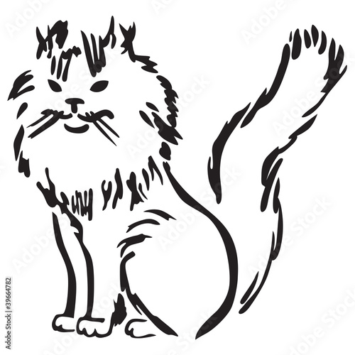 Fluffy cat