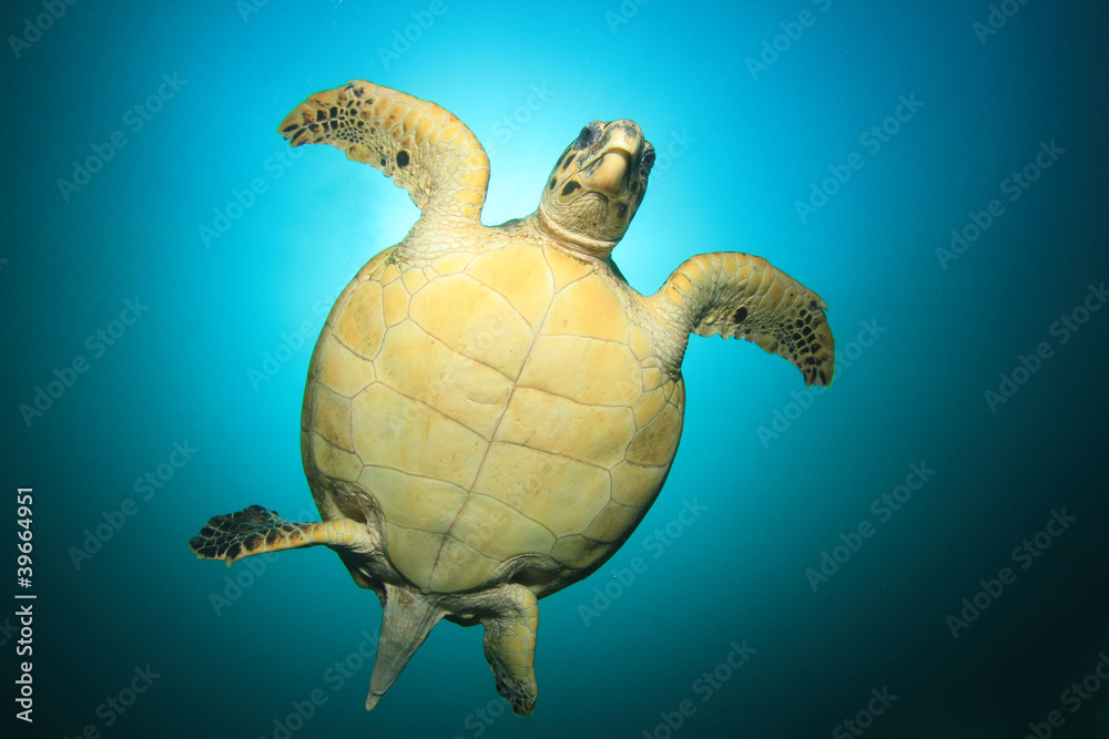 Naklejka premium Hawksbill Sea Turtle with sun behind it