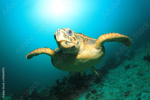 Hawksbill Sea Turtle with sun behind it