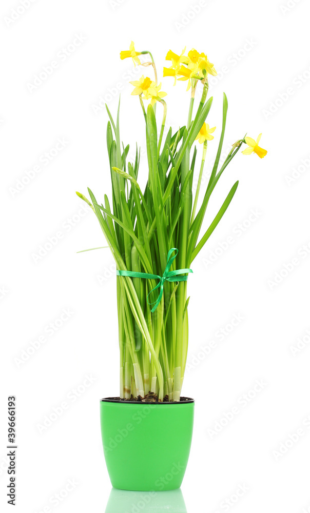 beautiful yellow daffodils in a flowerpot isolated on white