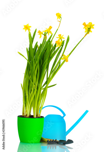 beautiful yellow daffodils  watering can and garden tools