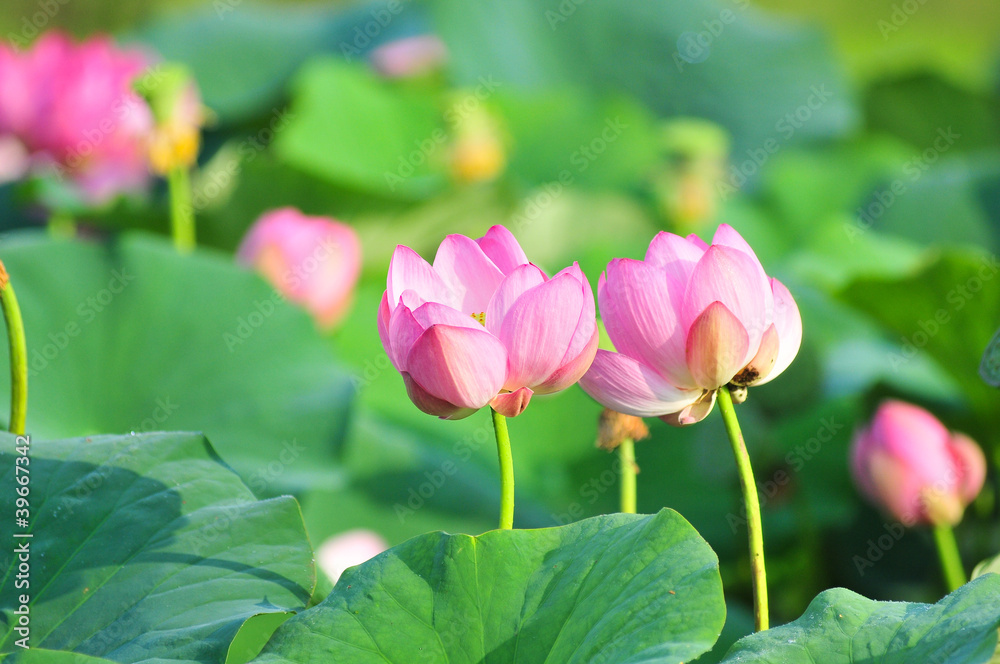 Sacred lotus flower living fossil (close up) Sacred lotus flower living fossil (close up)