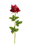 Rote Historische Rose