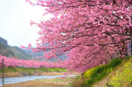 Obraz kawazu sakura