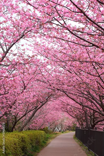 Obraz Łuk Sakura