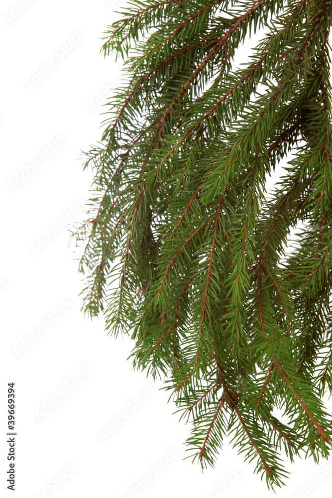 fir-tree, isolated. fir-tree, isolated.
