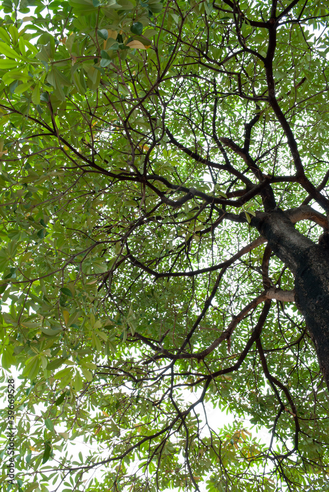 Fototapeta premium Beautiful green tree background