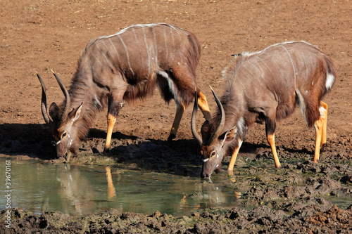 Nyala antelopes drinking water, Mkuze, South Africa photo