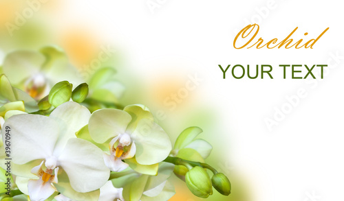 green orchid isolated © Ivelle