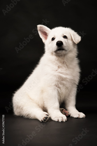 Puppy of the white sheep-dog