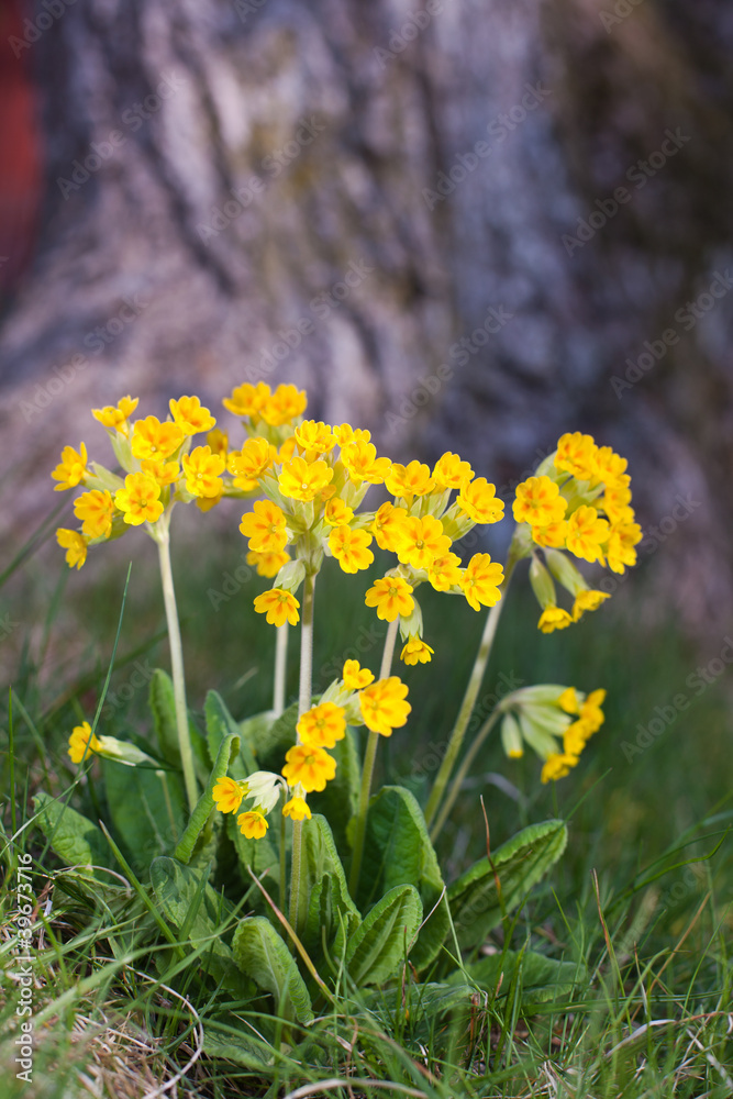Fototapeta premium cowslip