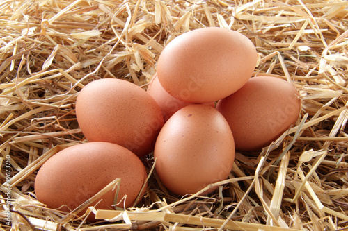 uova di gallina fresche