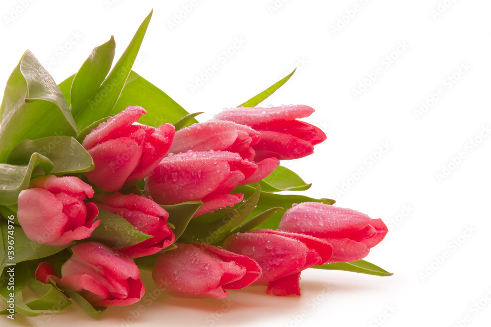 Blumen,Tulpen Blumen,Tulpen