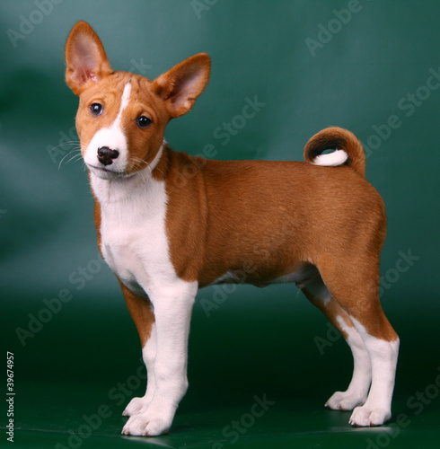 Little Basenji puppy, 2 mounth, on the green background photo