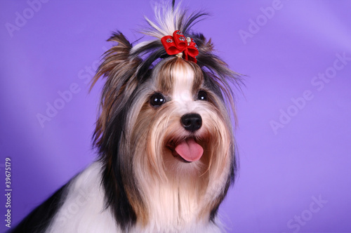 Portrait of biewer yorkshire terrier a la Pom-pon dog