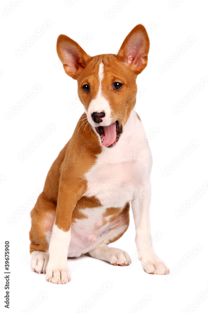 Little Basenji puppy, brindle colour, 2 month