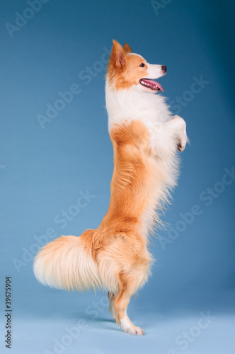 Red border collie, show the trick rearing up photo