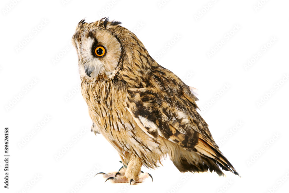 Naklejka premium Long-eared Owl isolated on the white background