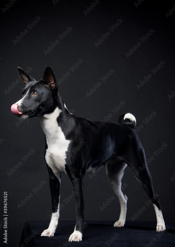 Two-coloured basenji in front of a black background Two-coloured basenji in front of a black background