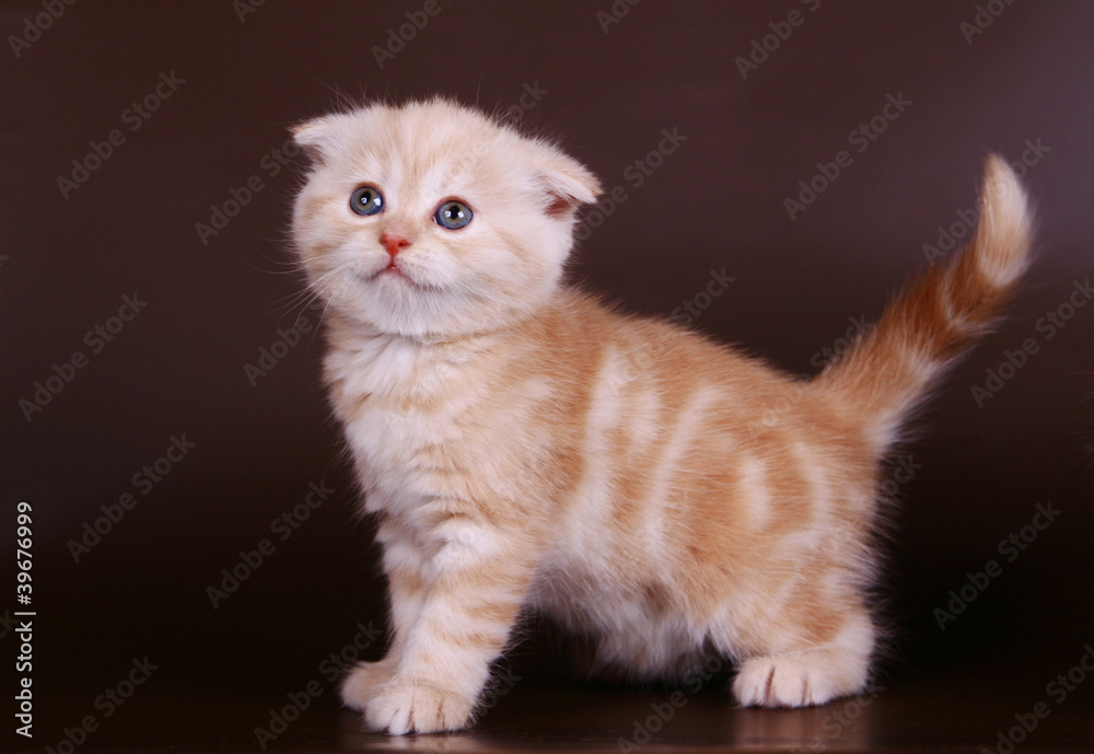 Scottish fold kitten on the brown background