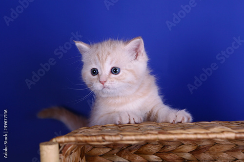 Scottish strite kitten on the basket photo