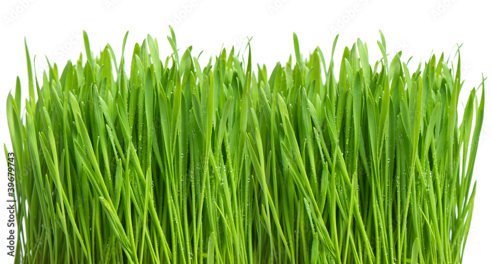 fresh green spring grass with water drops fresh green spring grass with water drops