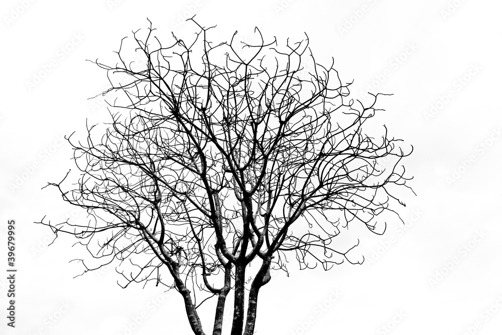 dead tree on white background dead tree on white background
