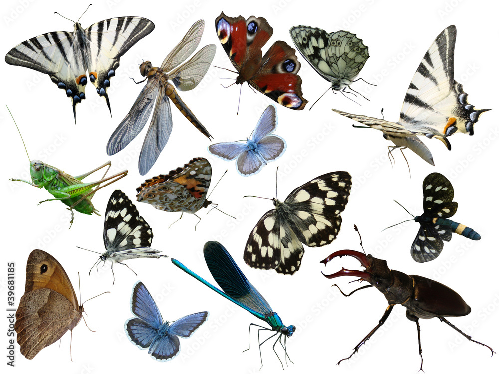 Naklejka premium Butterflies of a dragonfly bugs insects it is isolated