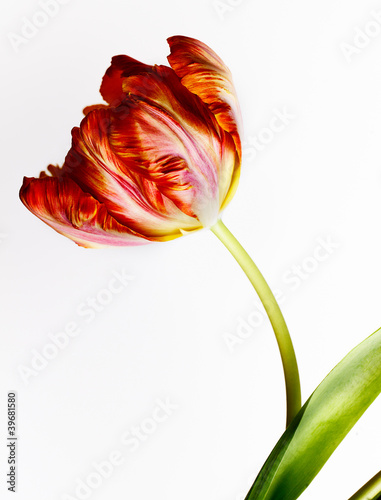Fototapeta Naklejka Na Ścianę i Meble -  Rote Tulpe