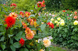 garden full of different varieties of dahlia flowers