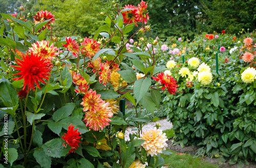 Tela garden full of different varieties of dahlia flowers