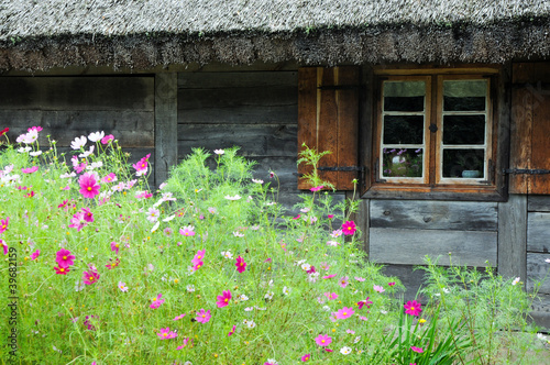 Small garden in front of old wooden house with thatched roof #39682159