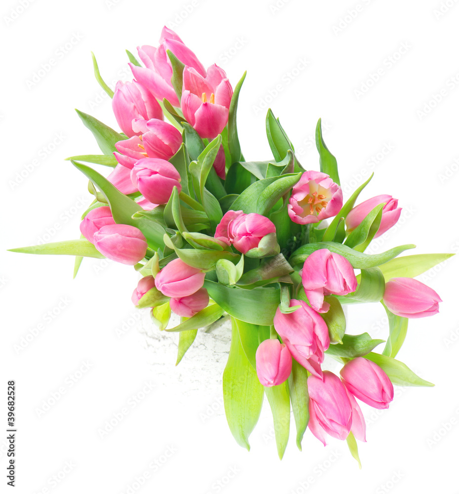 beautiful pink tulips on white