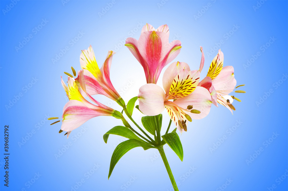 Fototapeta premium Colourful lilies against gradient background